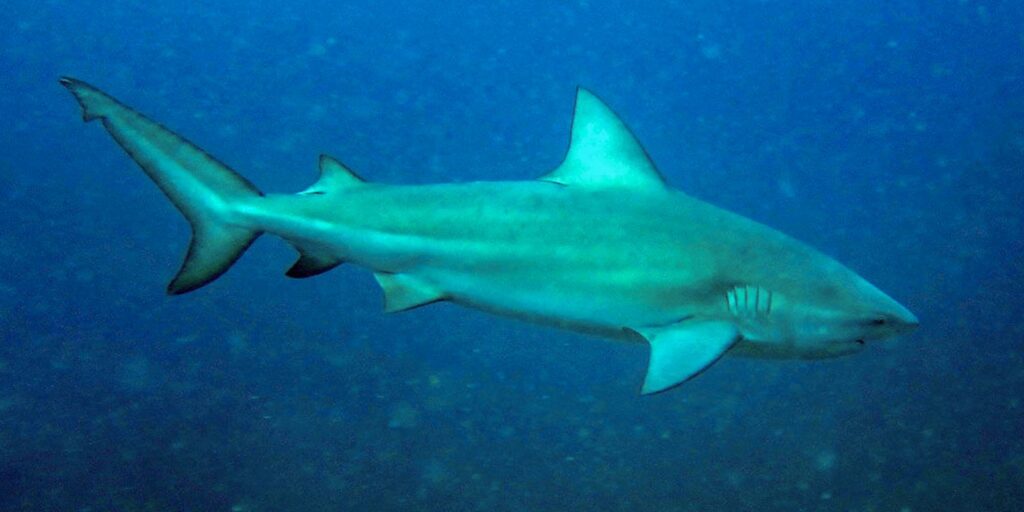 Tubarão-cabeça-chata identificado como provável responsável por ataque a adolescente em Olinda