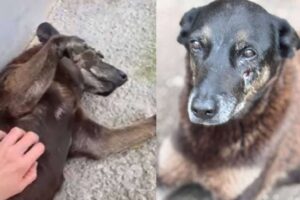 Corpo do cão Orelha é exumado para perícia; laudo deve ficar pronto em até 10 dias