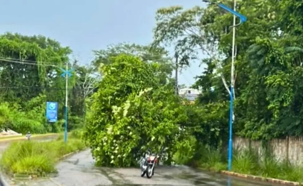 Árvore cai sobre Estrada do Calafate em Rio Branco após chuva forte; trânsito fica lento na região
