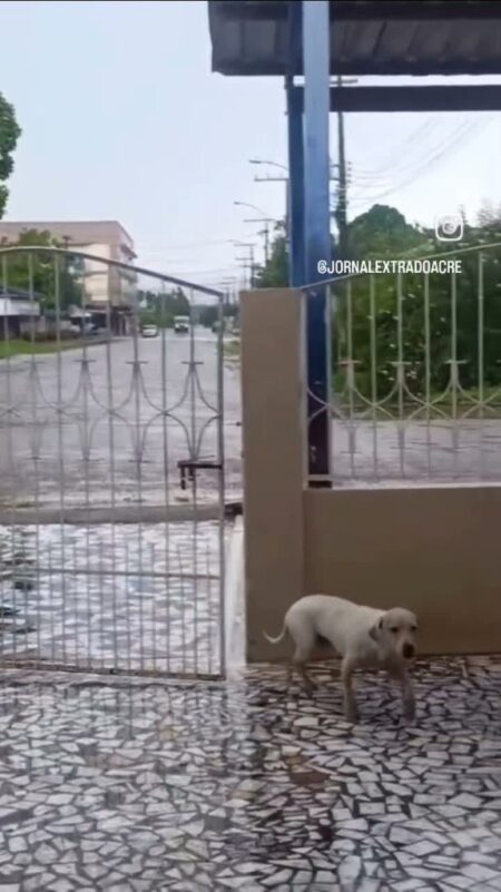 “Foi no Carnaval e voltou!”: cachorro de Tarauacá impressiona ao abrir portão da casa sozinho