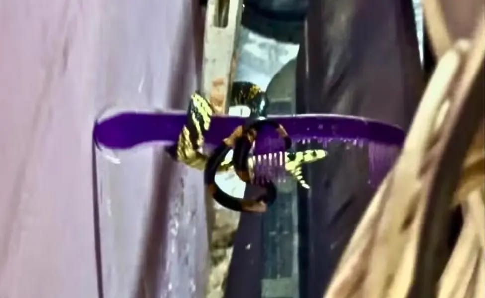 Bombeiros resgatam cobra caninana de residência em Sena Madureira; animal é liberado em ambiente natural Bombeiros resgatam cobra caninana de residência em Sena Madureira; animal é liberado em ambiente natural