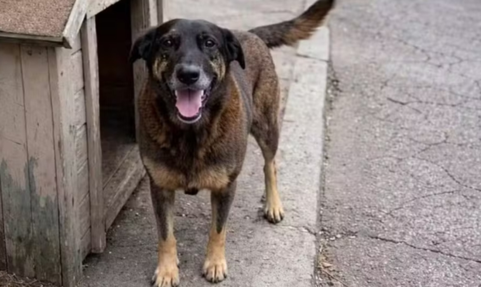 Mulher admite que postou fake news sobre espancamento do cão Orelha: 'Pequei' Mulher admite que postou fake news sobre espancamento do cão Orelha: 'Pequei'