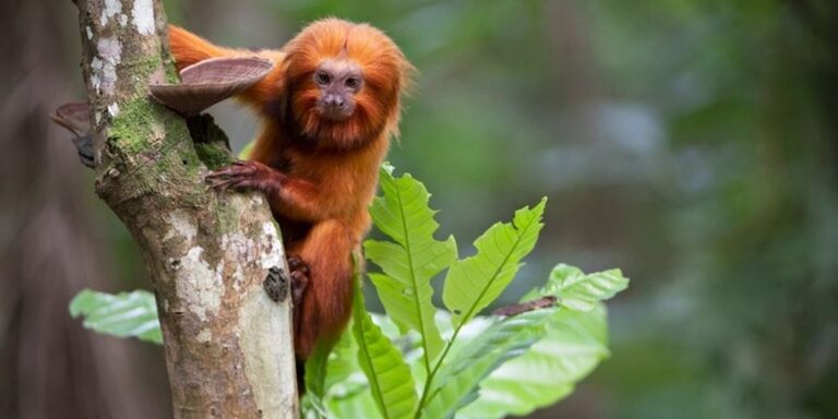 TV Brasil exibe série sobre espécies ameaçadas em maratona diária
