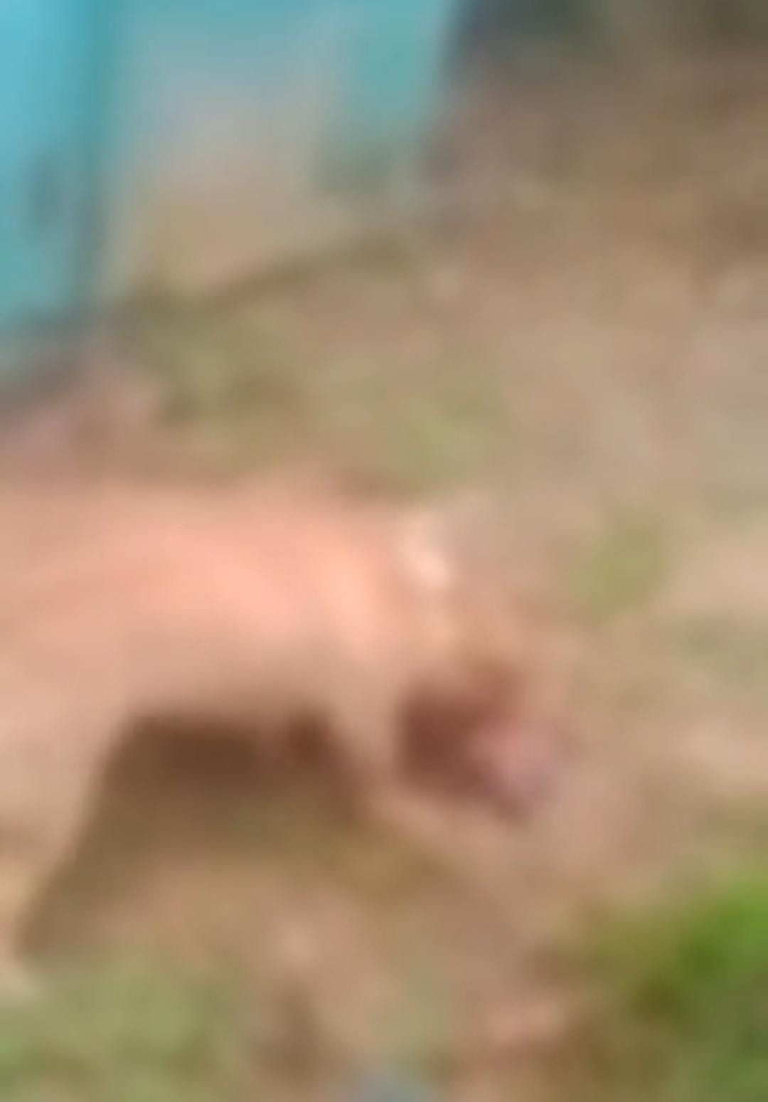 Cães Pitbull atacam e matam cachorro em via pública de Sena Madureira; cena violenta alerta para risco de animais soltos Cães Pitbull atacam e matam cachorro em via pública de Sena Madureira; cena violenta alerta para risco de animais soltos