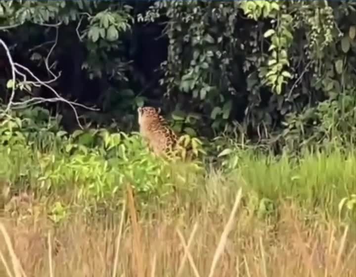 Presença de onça-pintada em Estação Ecológica de Samuel reforça importância da conservação em Rondônia Presença de onça-pintada em Estação Ecológica de Samuel reforça importância da conservação em Rondônia