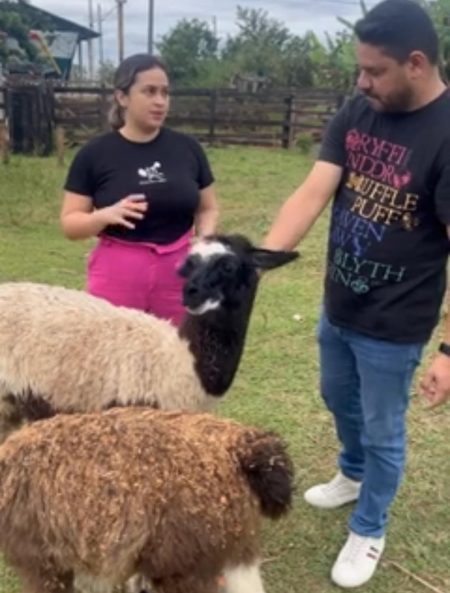 Lhamas resgatadas de contrabando no Acre estão saudáveis após avaliação veterinária
