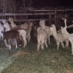 MPF recomenda abate sanitário de lhamas e alpacas apreendidas irregularmente no Acre MPF recomenda abate sanitário de lhamas e alpacas apreendidas irregularmente no Acre