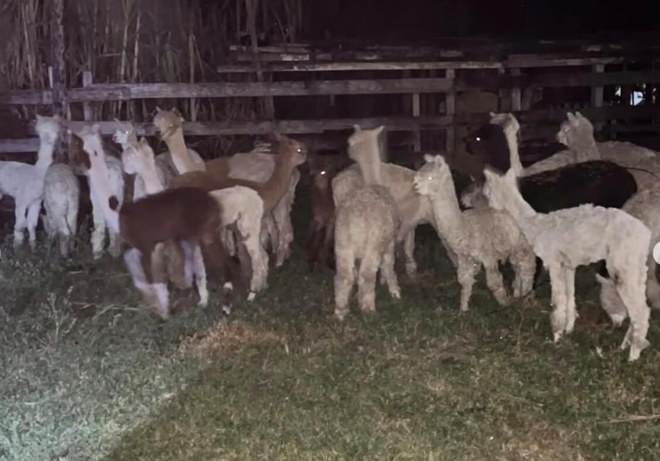 MPF recomenda abate sanitário de lhamas e alpacas apreendidas irregularmente no Acre