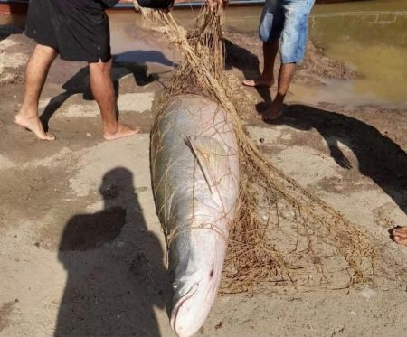 Pirarucu de quase 50 kg é capturado por moradores no Rio Iaco, em Sena Madureira