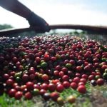 Governo do Acre propõe cortar ICMS do café conilon para impulsionar produção e vendas interestaduais Governo do Acre propõe cortar ICMS do café conilon para impulsionar produção e vendas interestaduais