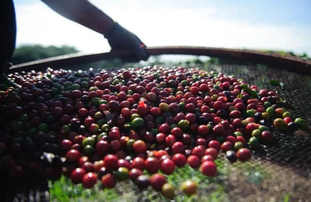 Governo do Acre propõe cortar ICMS do café conilon para impulsionar produção e vendas interestaduais