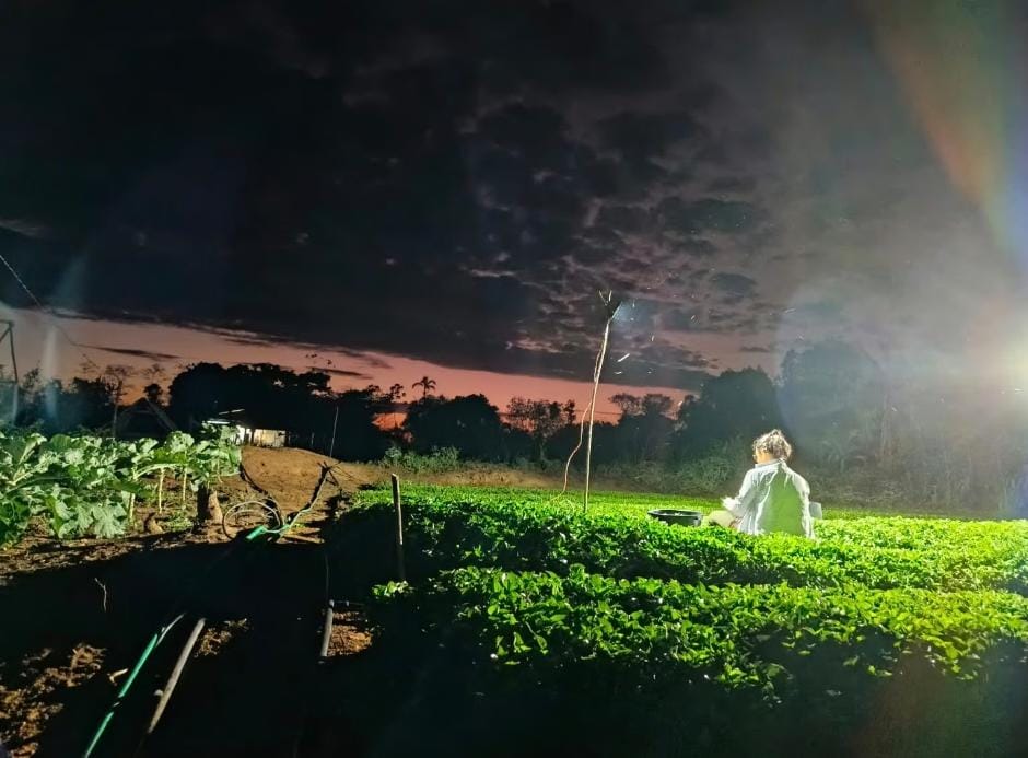 Com recurso de Perpétua Almeida, Xapuri ganha fábrica de beneficiamento de jambu