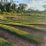 Com recurso de Perpétua Almeida, Xapuri ganha fábrica de beneficiamento de jambu