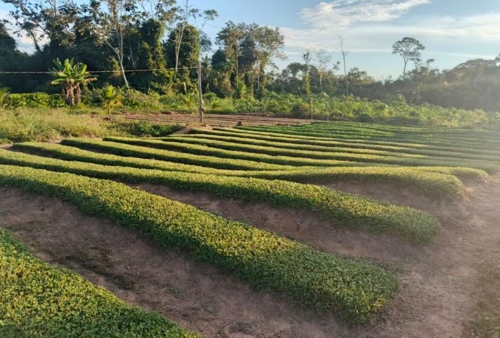 Com recurso de Perpétua Almeida, Xapuri ganha fábrica de beneficiamento de jambu