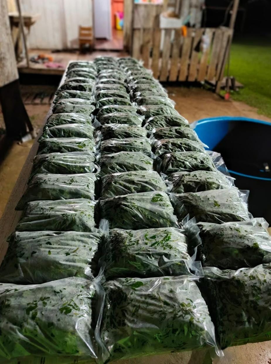 Com recurso de Perpétua Almeida, Xapuri ganha fábrica de beneficiamento de jambu