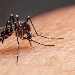 Acre tem duas mortes suspeitas de dengue em investigação, confirma Sesacre Acre tem duas mortes suspeitas de dengue em investigação, confirma Sesacre