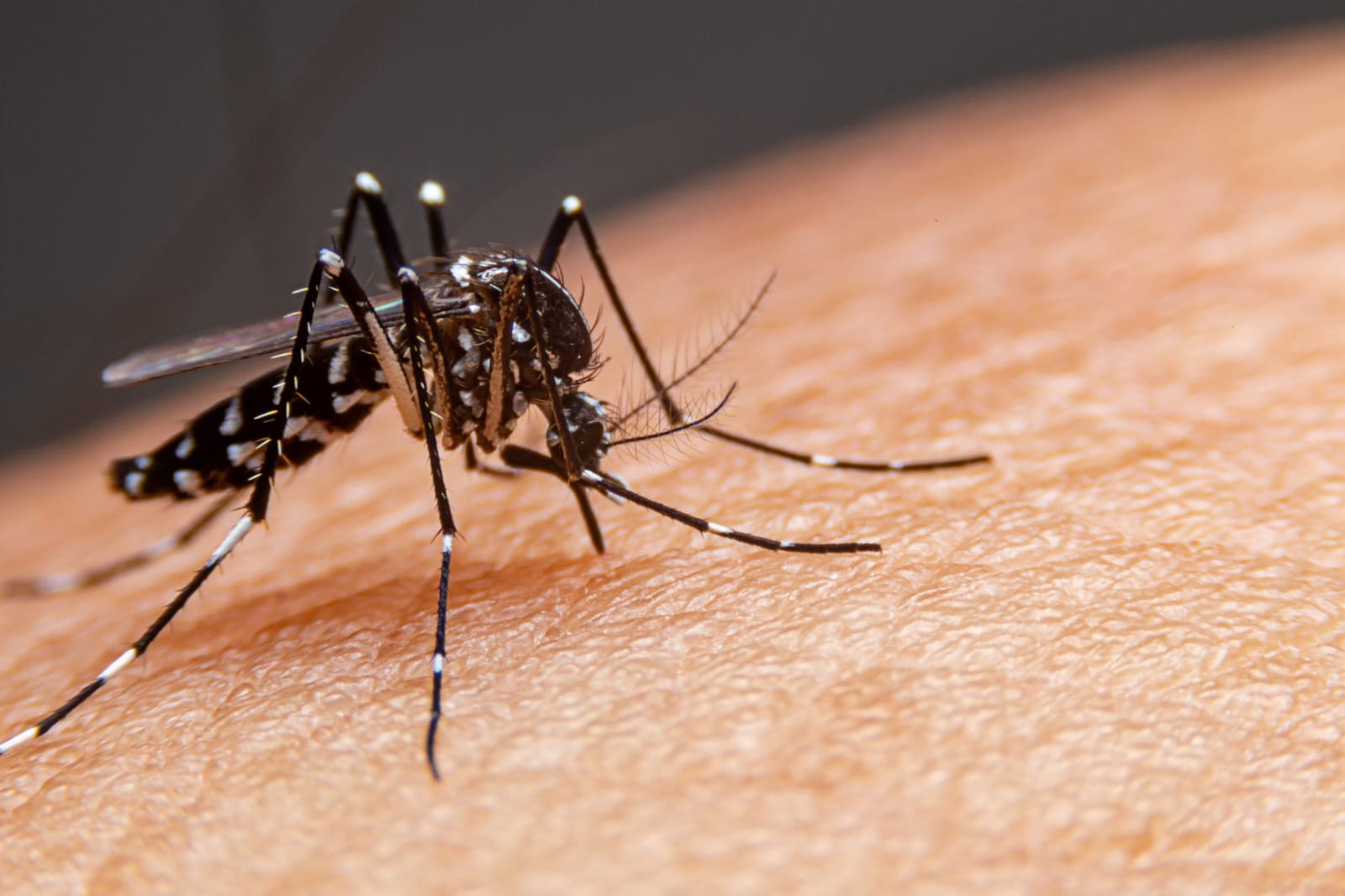 Acre tem duas mortes suspeitas de dengue em investigação, confirma Sesacre