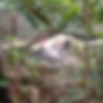 Corpo de trabalhador é encontrado boiando em açude após desaparecer em fazenda na divisa do Acre com o Amazonas Corpo de trabalhador é encontrado boiando em açude após desaparecer em fazenda na divisa do Acre com o Amazonas