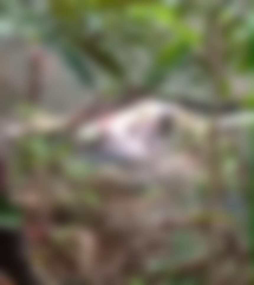 Corpo de trabalhador é encontrado boiando em açude após desaparecer em fazenda na divisa do Acre com o Amazonas Corpo de trabalhador é encontrado boiando em açude após desaparecer em fazenda na divisa do Acre com o Amazonas