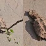 Agricultores encontram criatura pré-histórica no Acre “Que bicho estranho é esse?”: Casal de agricultores flagra criatura com aparência pré-histórica em rodovia do Acre; VÍDEO