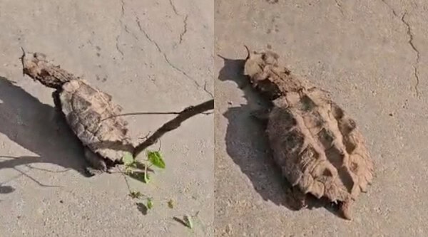 Agricultores encontram criatura pré-histórica no Acre “Que bicho estranho é esse?”: Casal de agricultores flagra criatura com aparência pré-histórica em rodovia do Acre; VÍDEO