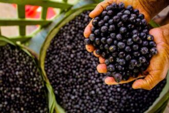 Açaí do Juruá tem produção expressiva, mas conservação é o principal obstáculo para crescer Açaí do Juruá tem produção expressiva, mas conservação é o principal obstáculo para crescer
