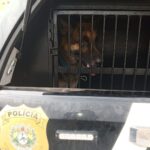 Polícia Civil recupera Pastor Alemão avaliado em R$ 2 mil em Cruzeiro do Sul Polícia Civil recupera Pastor Alemão avaliado em R$ 2 mil em Cruzeiro do Sul