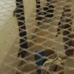 Operação no Presídio Manoel Neri frustra plano de fuga e apreende celulares, drogas e armas artesanais