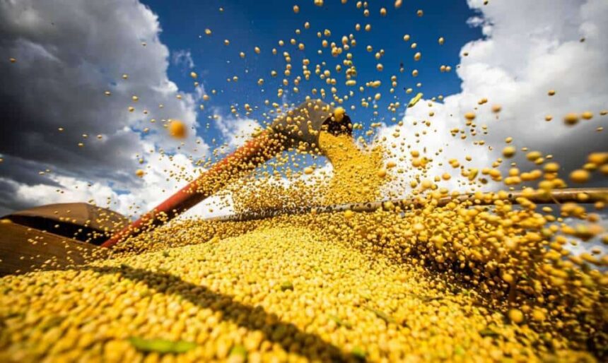 Área de soja recua 12% no Acre e no Amazonas, aponta levantamento da Serasa Experian Área de soja recua 12% no Acre e no Amazonas, aponta levantamento da Serasa Experian