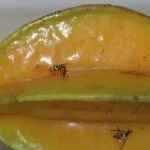 Mapa classifica Acre como estado de alto risco para introdução da mosca-da-carambola Mapa classifica Acre como estado de alto risco para introdução da mosca-da-carambola
