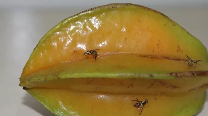 Mapa classifica Acre como estado de alto risco para introdução da mosca-da-carambola Mapa classifica Acre como estado de alto risco para introdução da mosca-da-carambola