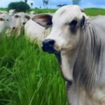 Arroba da vaca gorda fecha estável a R$ 296,50 no Acre e é a menor do Norte