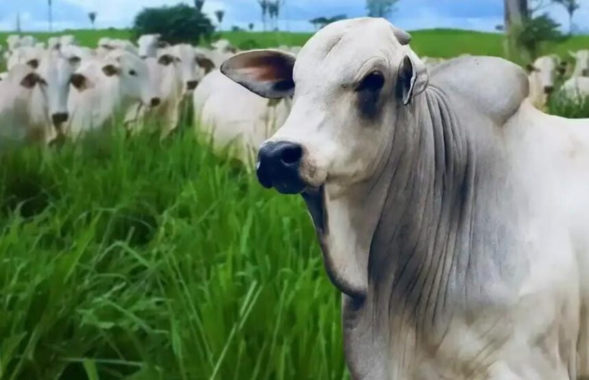 Arroba da vaca gorda fecha estável a R$ 296,50 no Acre e é a menor do Norte Arroba da vaca gorda fecha estável a R$ 296,50 no Acre e é a menor do Norte