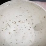 9 em cada 10 focos do Aedes aegypti estão dentro de casa, alerta levantamento em Rio Branco
