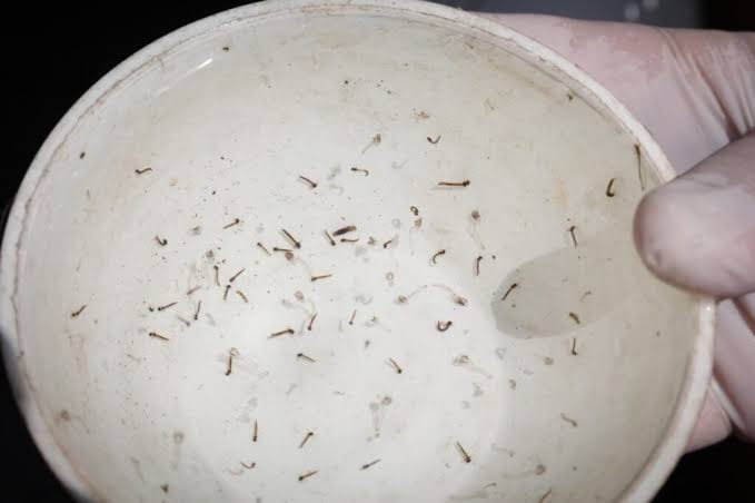 9 em cada 10 focos do Aedes aegypti estão dentro de casa, alerta levantamento em Rio Branco 9 em cada 10 focos do Aedes aegypti estão dentro de casa, alerta levantamento em Rio Branco