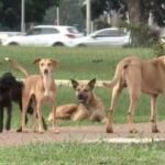 Feijó aprova lei que proíbe descarte irregular de animais mortos e aplica multas de até 16,68 UFMF Feijó aprova lei que proíbe descarte irregular de animais mortos e aplica multas de até 16,68 UFMF
