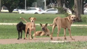 Feijó aprova lei que proíbe descarte irregular de animais mortos e aplica multas de até 16,68 UFMF Feijó aprova lei que proíbe descarte irregular de animais mortos e aplica multas de até 16,68 UFMF