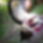 Criança indígena é atacada por jaguatirica em aldeia no interior do Acre Criança indígena é atacada por jaguatirica em aldeia no interior do Acre