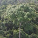 Mais de 30 hectares de vegetação suprimida em APP: MPAC aciona Justiça contra desmatamento e denuncia uso de drones com substâncias químicas no Acre