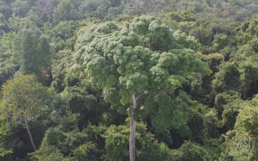 Mais de 30 hectares de vegetação suprimida em APP: MPAC aciona Justiça contra desmatamento e denuncia uso de drones com substâncias químicas no Acre