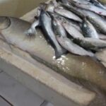 Seca reduz pesca nos rios, mas piscicultura garante abastecimento em Cruzeiro do Sul Seca reduz pesca nos rios, mas piscicultura garante abastecimento em Cruzeiro do Sul