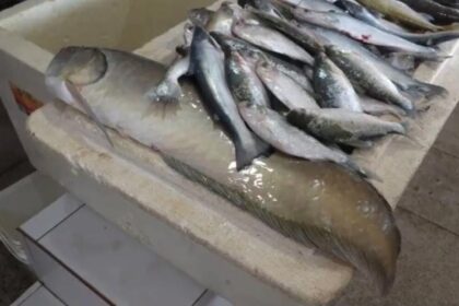 Seca reduz pesca nos rios, mas piscicultura garante abastecimento em Cruzeiro do Sul Seca reduz pesca nos rios, mas piscicultura garante abastecimento em Cruzeiro do Sul