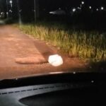 Gato é encontrado abandonado dentro de saco amarrado em Rio Branco e é resgatado por moradora