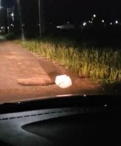 Gato é encontrado abandonado dentro de saco amarrado em Rio Branco e é resgatado por moradora