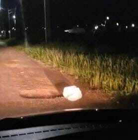 Gato é encontrado abandonado dentro de saco amarrado em Rio Branco e é resgatado por moradora Gato é encontrado abandonado dentro de saco amarrado em Rio Branco e é resgatado por moradora