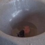 Moradora de Rio Branco flagra rato 