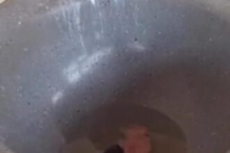 Moradora de Rio Branco flagra rato 