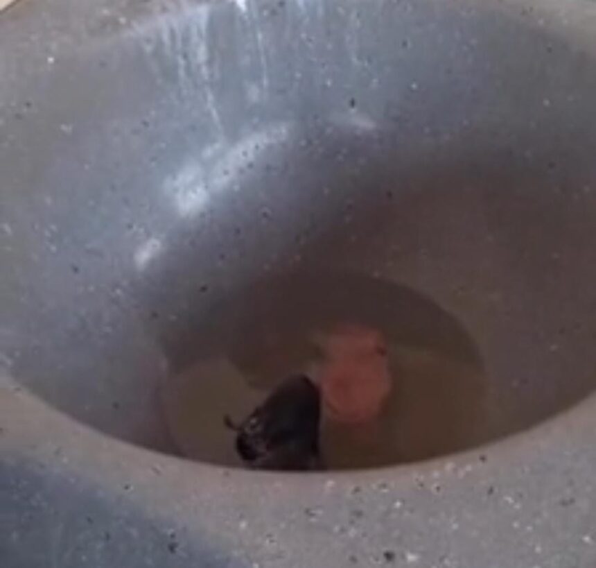 Moradora de Rio Branco flagra rato Moradora de Rio Branco flagra rato