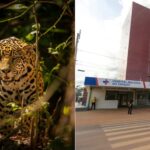 Criança de 8 anos é atacada por onça em terra indígena no Pará e segue internada em estado grave