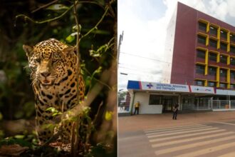 Criança de 8 anos é atacada por onça em terra indígena no Pará e segue internada em estado grave Criança de 8 anos é atacada por onça em terra indígena no Pará e segue internada em estado grave